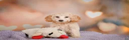 Cavapoo dogs for sale: Parker - Ad 12