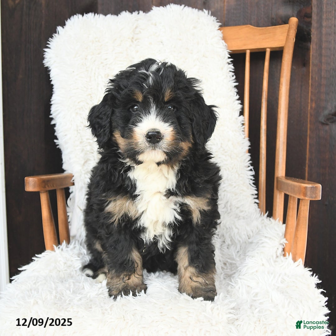 Bernedoodle dogs for sale: Joy - Ad 2