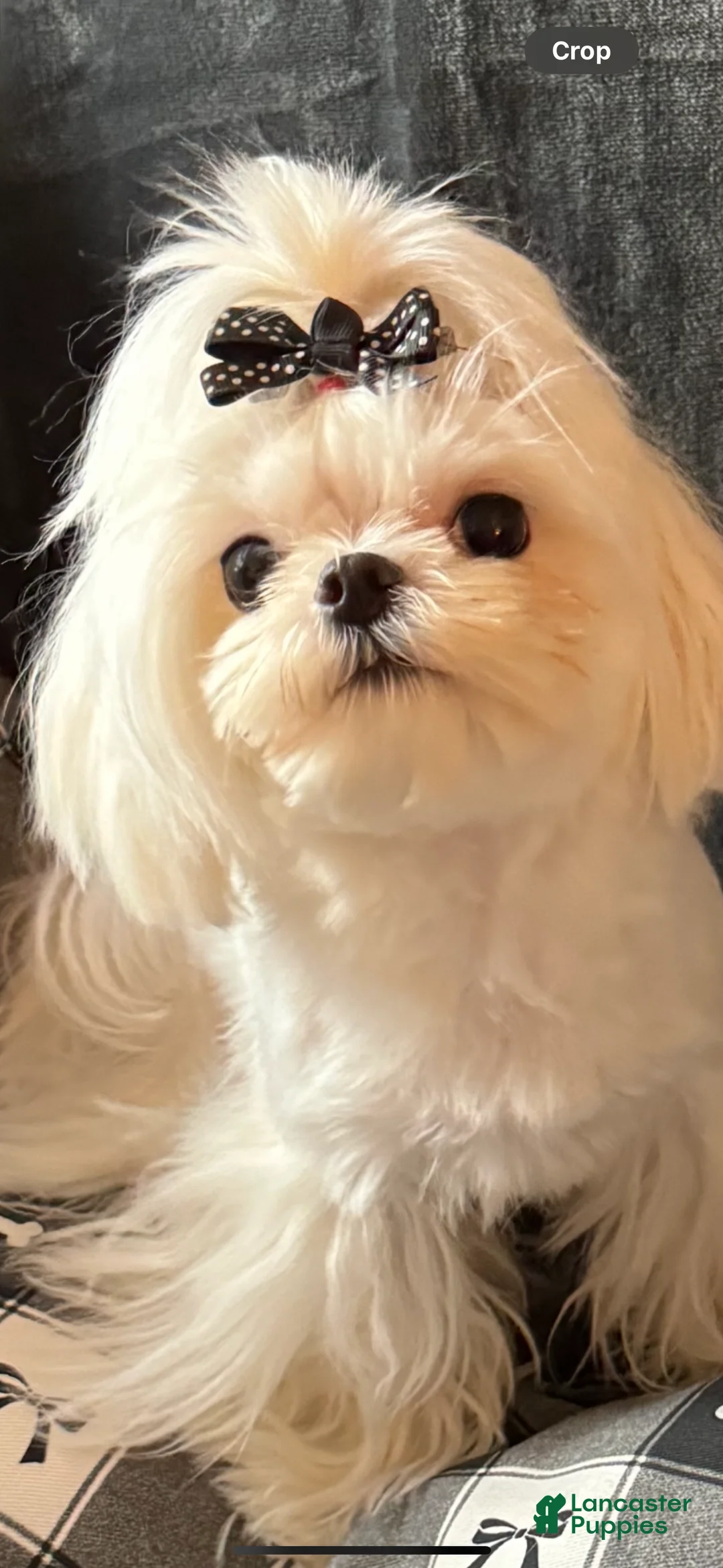 Maltese dogs for sale: Valentino - Ad 1