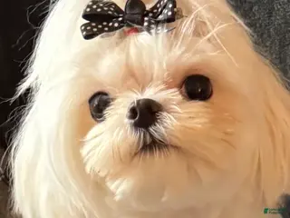 Maltese dogs Valentino - Ad 35