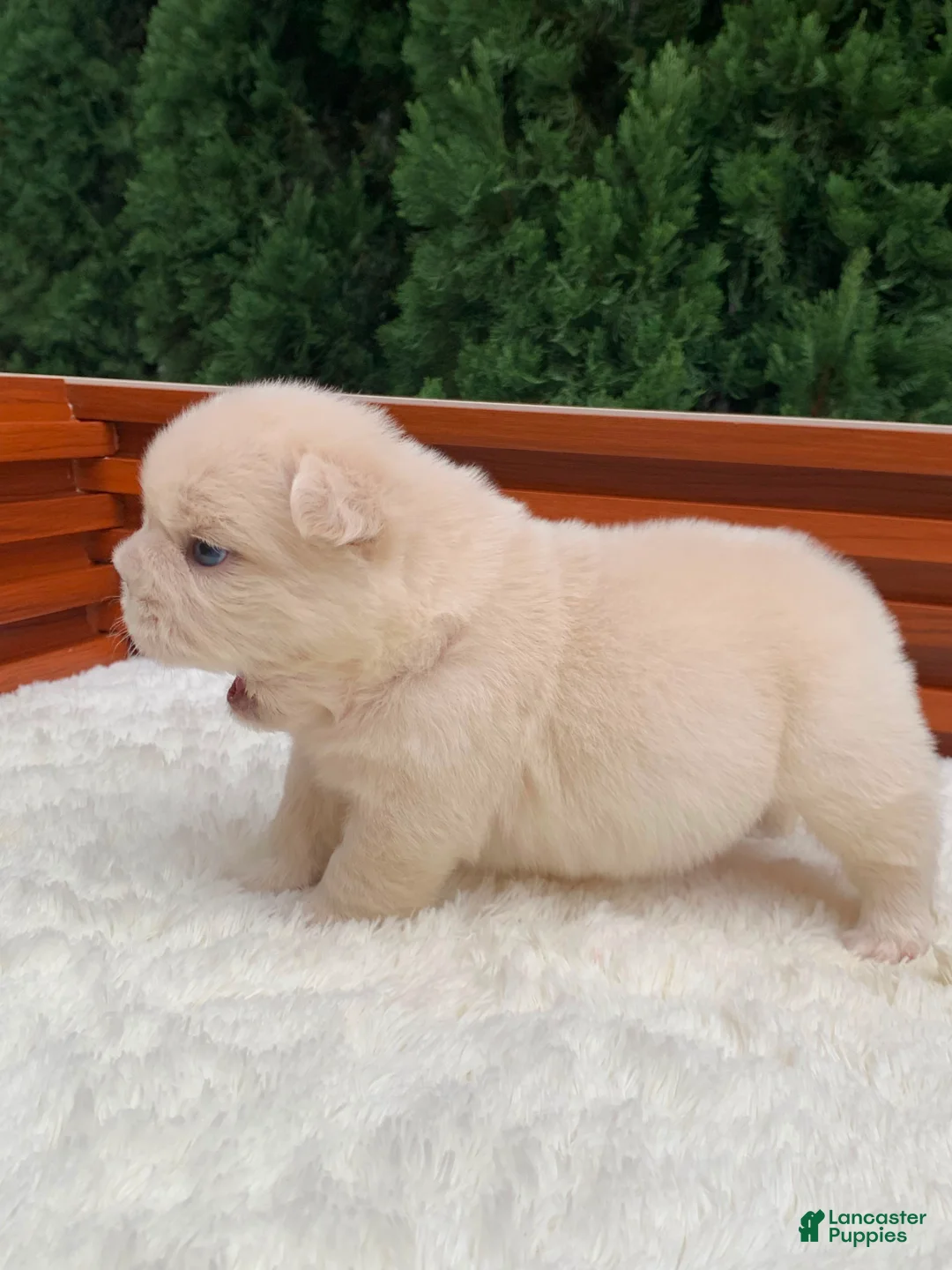 French Bulldog dogs for sale: Snow White - Ad 1