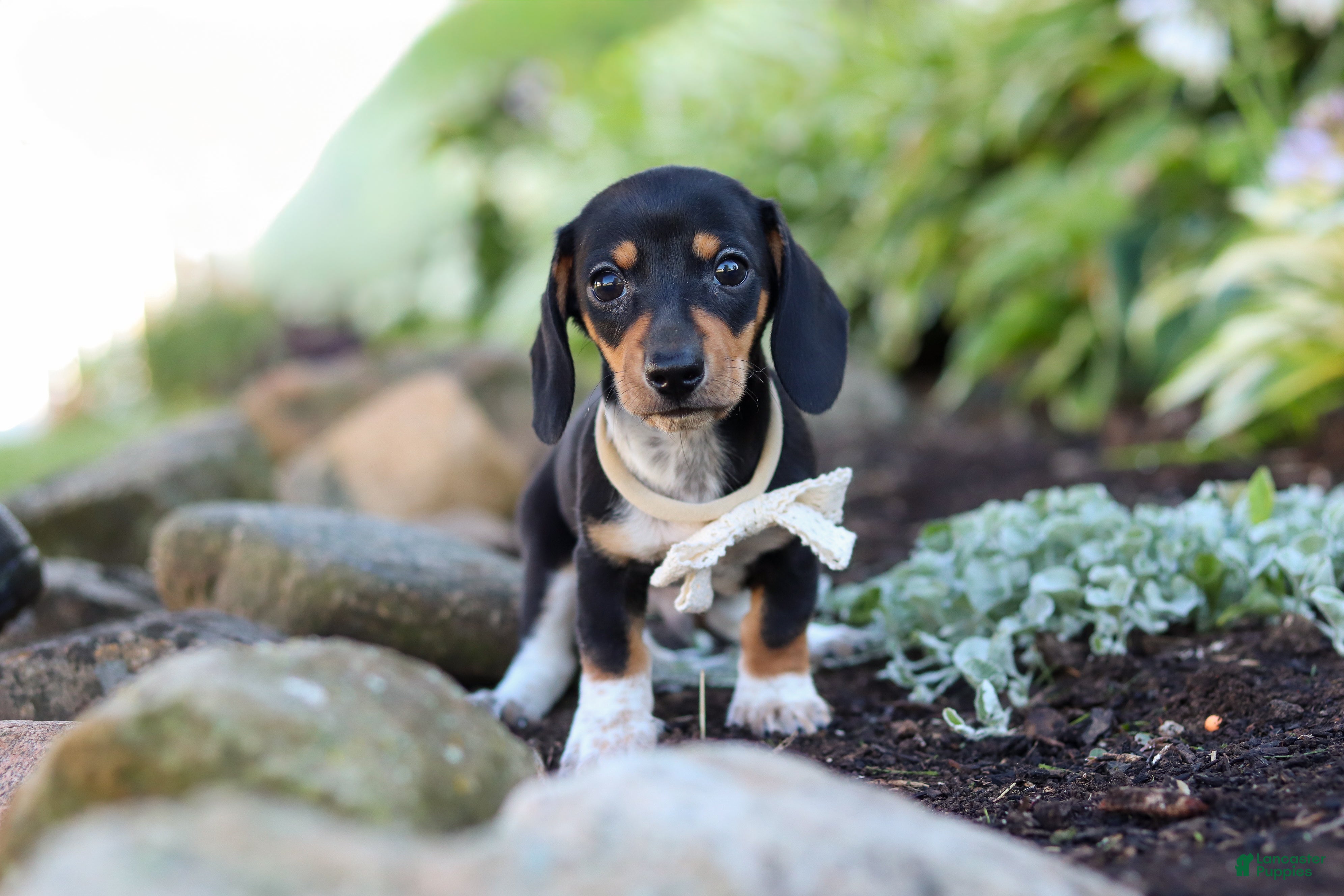Miniature Dachshund dogs Duke - Ad 2