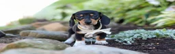 Miniature Dachshund dogs for sale: Duke - Ad 2