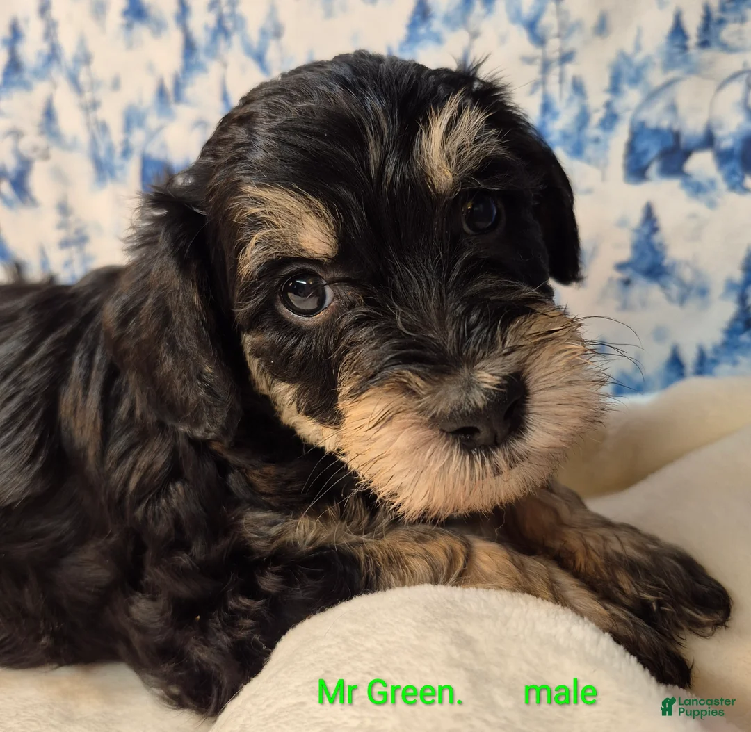Mixed Breed dogs for sale: Mixed Breed Puppy 1 - Ad 3