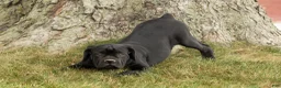Cane Corso dogs for sale: Maple  - Ad 5
