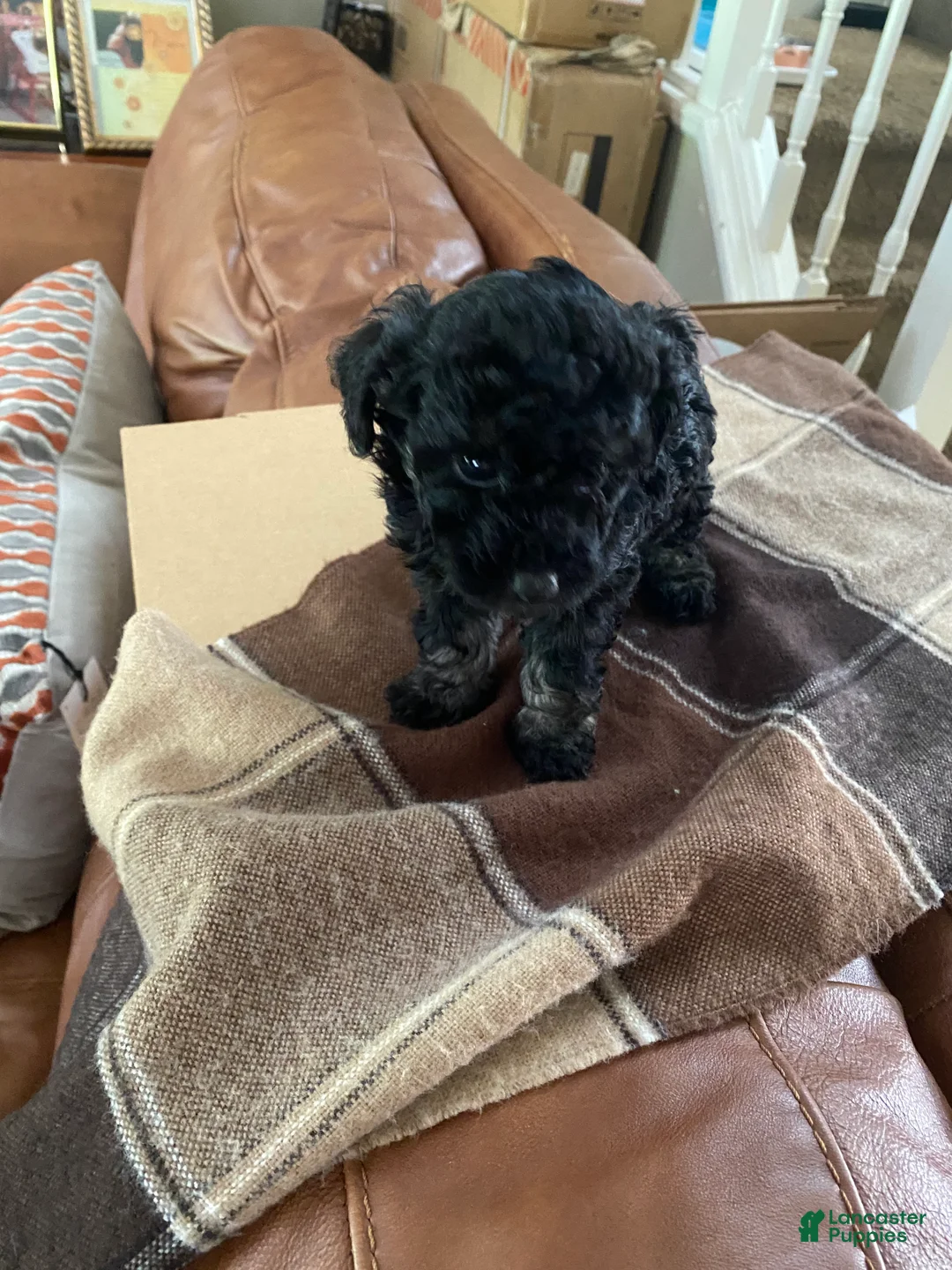 Toy Poodle dogs for sale: Toy Poodle 4 - Ad 1
