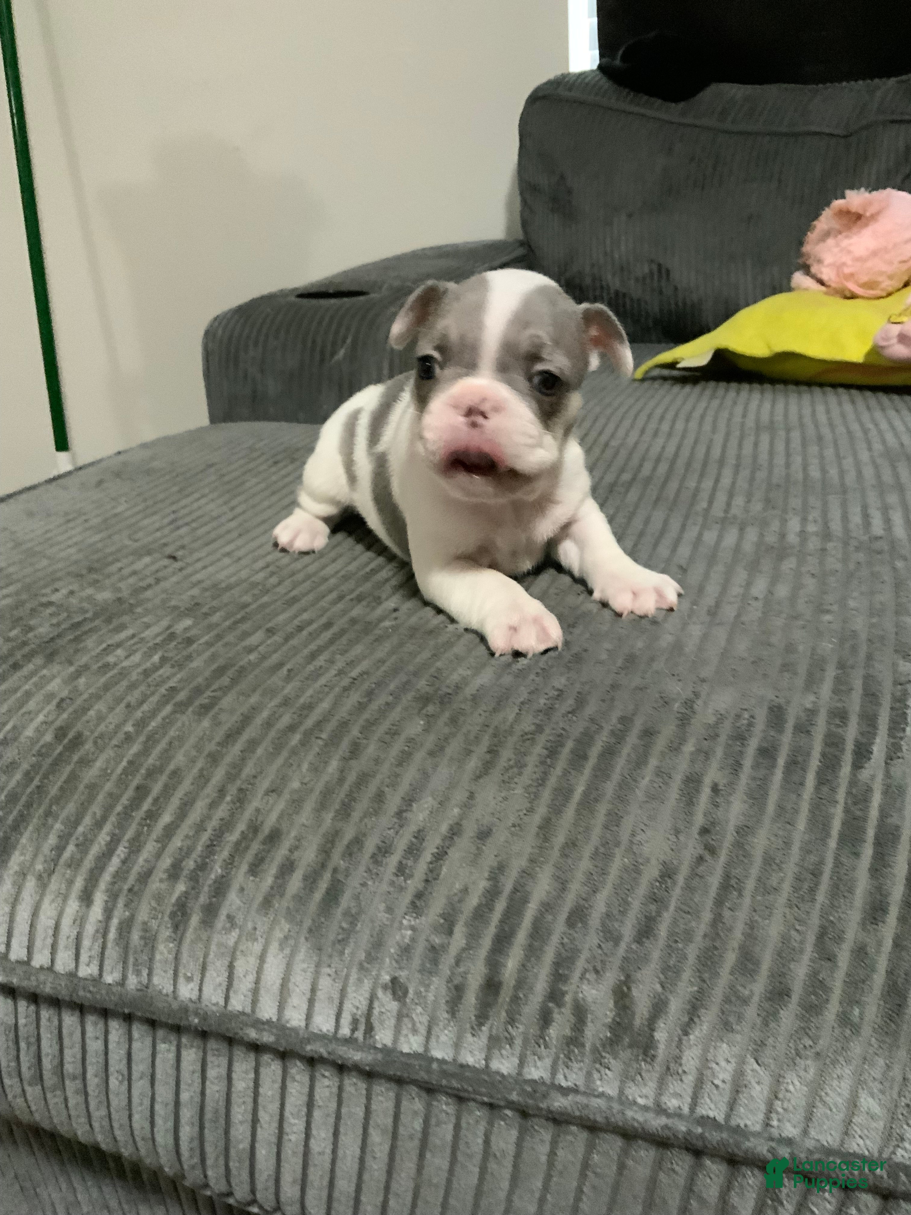 French Bulldog dogs French Bulldog Puppy 1 - Ad 27