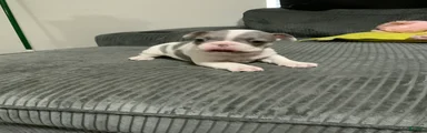 French Bulldog Puppy 1