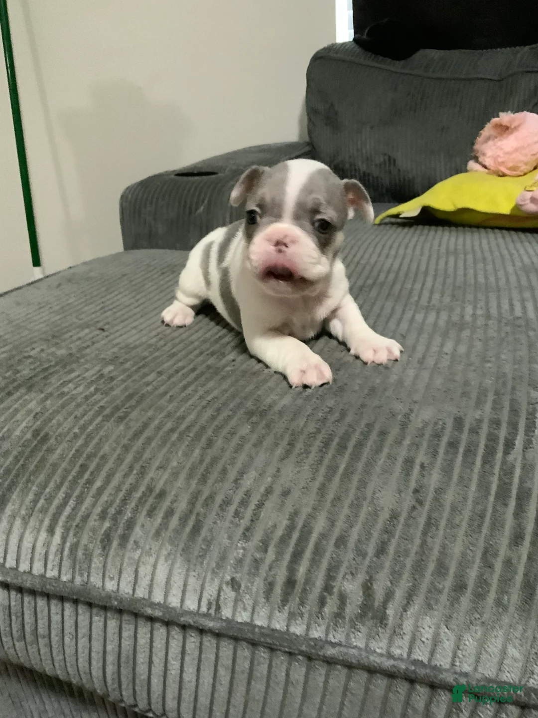 French Bulldog dogs for sale: French Bulldog Puppy 1 - Ad 1