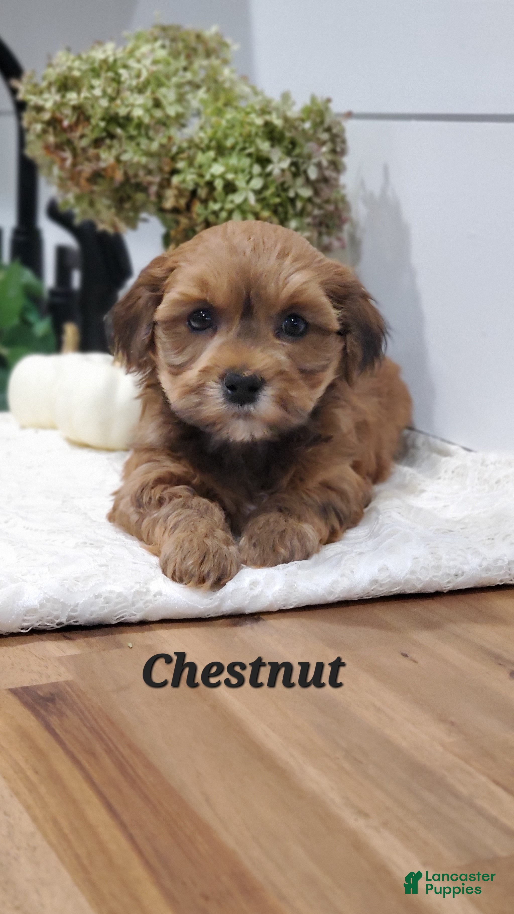 Havapoo dogs Chestnut  - Ad 12