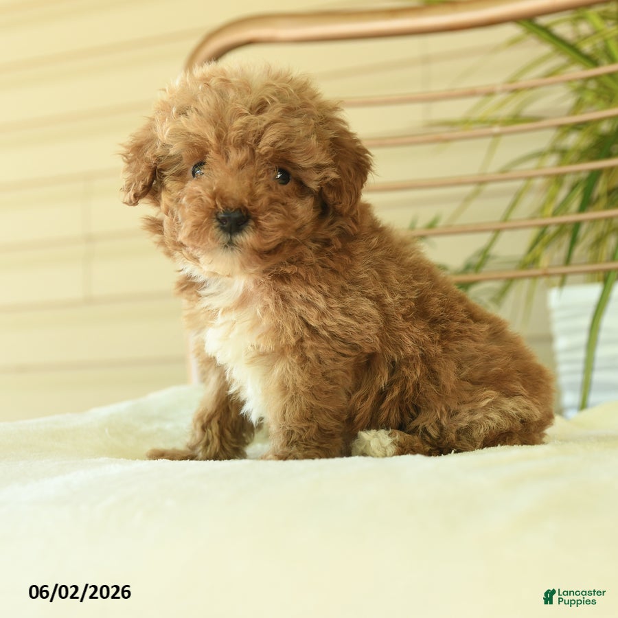 Miniature Poodle dogs for sale: Quincy - Ad 1
