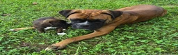 Boxer dogs for sale: Brownie - Ad 3