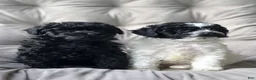 Toy Poodle dogs for sale: Storm - Ad 23