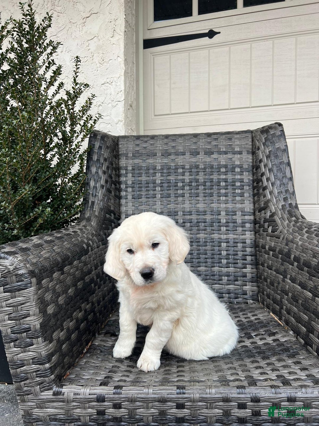 Golden Retriever dogs for sale: Rosie - Ad 3