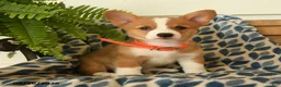 Welsh Corgi Pembroke dogs for sale: Wiggles - Ad 5