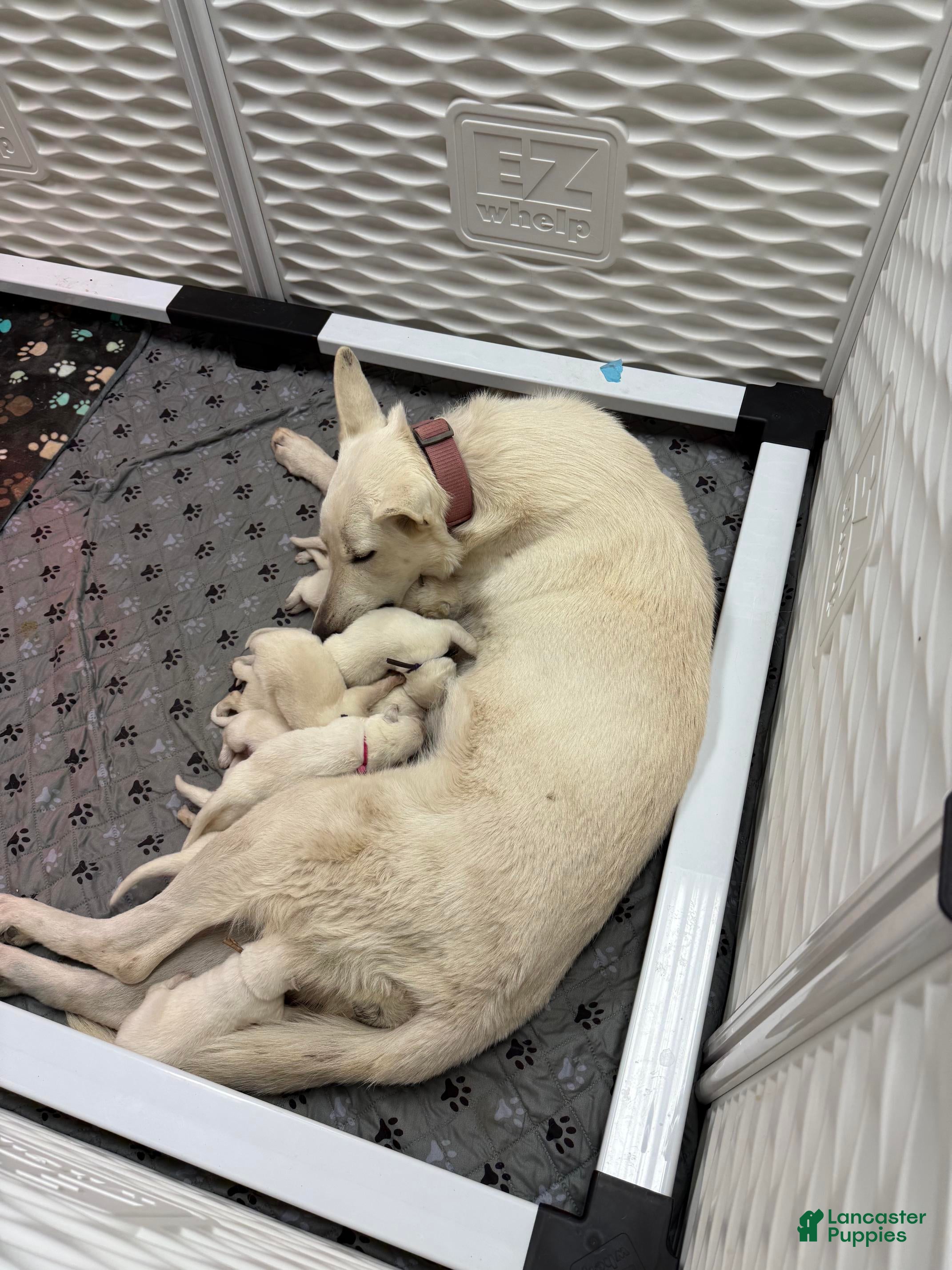 German Shepherd dogs Aspen - Ad 2