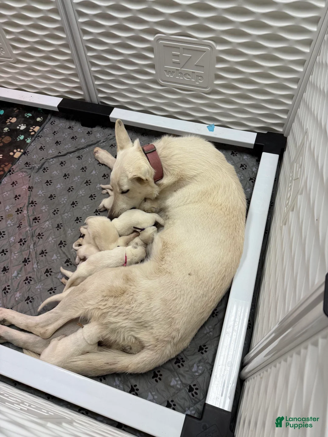 German Shepherd dogs for sale: Attie (short for Atlas) - Ad 3