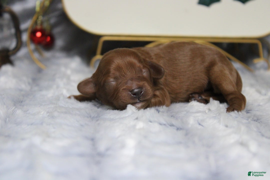 Cavapoo dogs for sale: Rosie - Ad 5