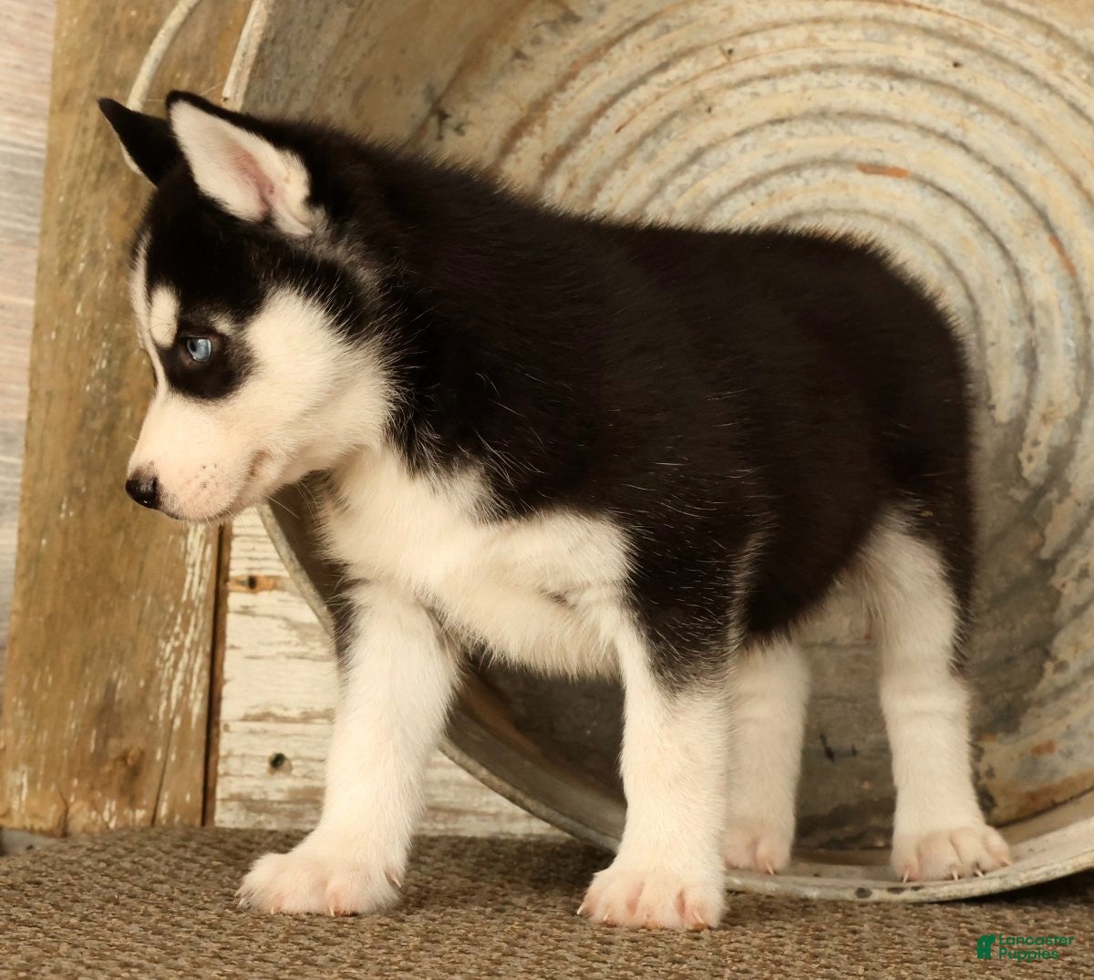 Siberian Husky dogs Bandit - Ad 2