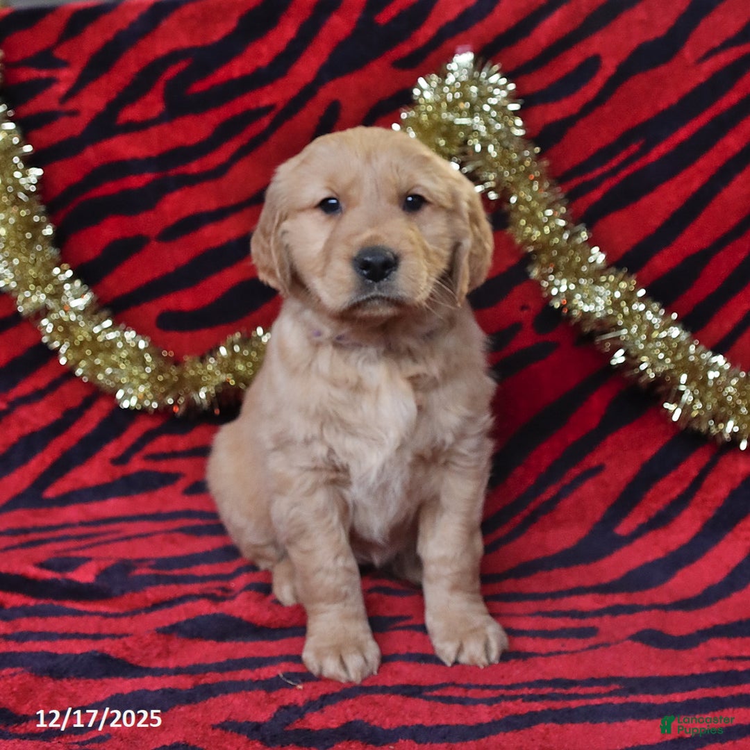 Golden Retriever dogs for sale: Raine - Ad 5