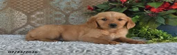 Golden Retriever dogs for sale: Kelly - Ad 5