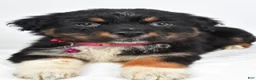 Australian Shepherd dogs for sale: Eclipse  - Ad 11