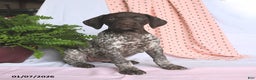 German Shorthaired Pointer dogs for sale: Aurora - Ad 3