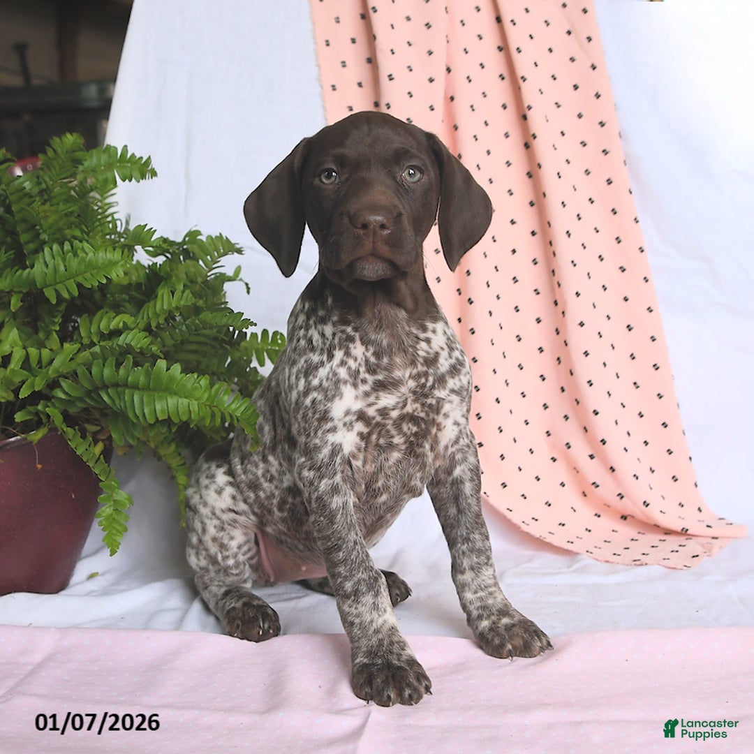 German Shorthaired Pointer dogs for sale: Aurora - Ad 3