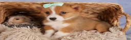 Welsh Corgi Pembroke dogs for sale: Bently💙 - Ad 14