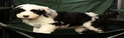 Sheepadoodle dogs for sale: Henry - Ad 9