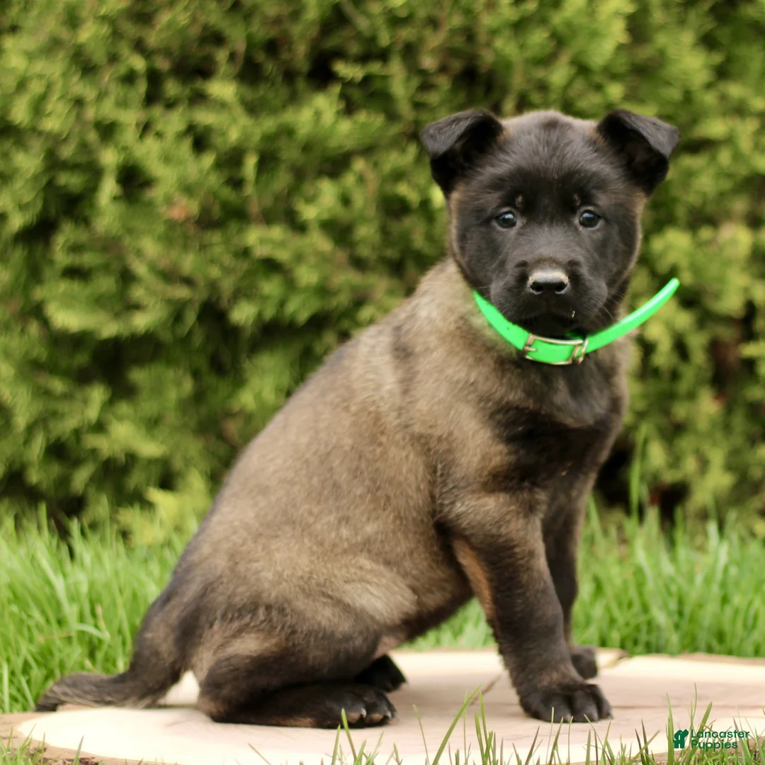 Belgian Malinois dogs for sale: Shiva  - Ad 1
