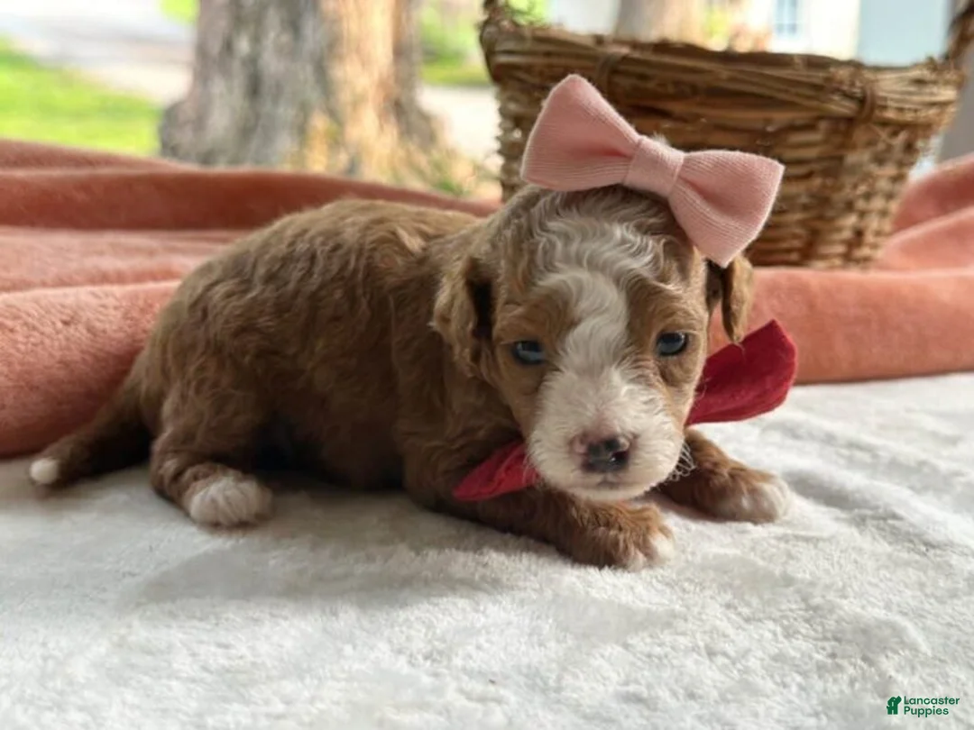 Mini Goldendoodle dogs for sale: Raichel - Ad 2