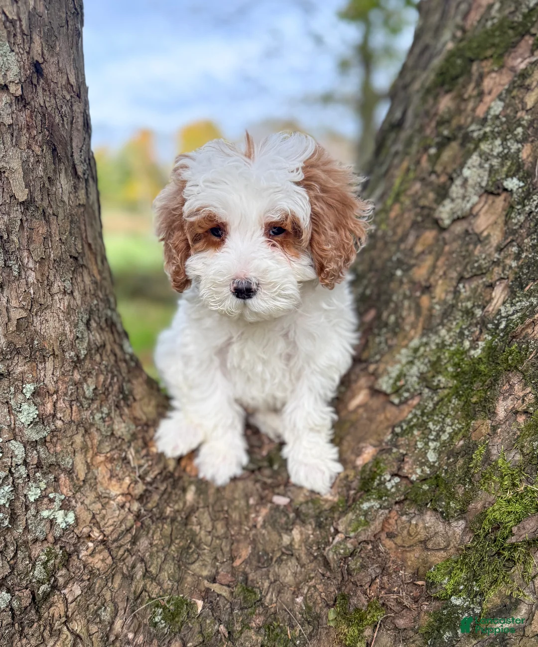 Goldendoodle dogs for sale: Sleepy - Ad 1