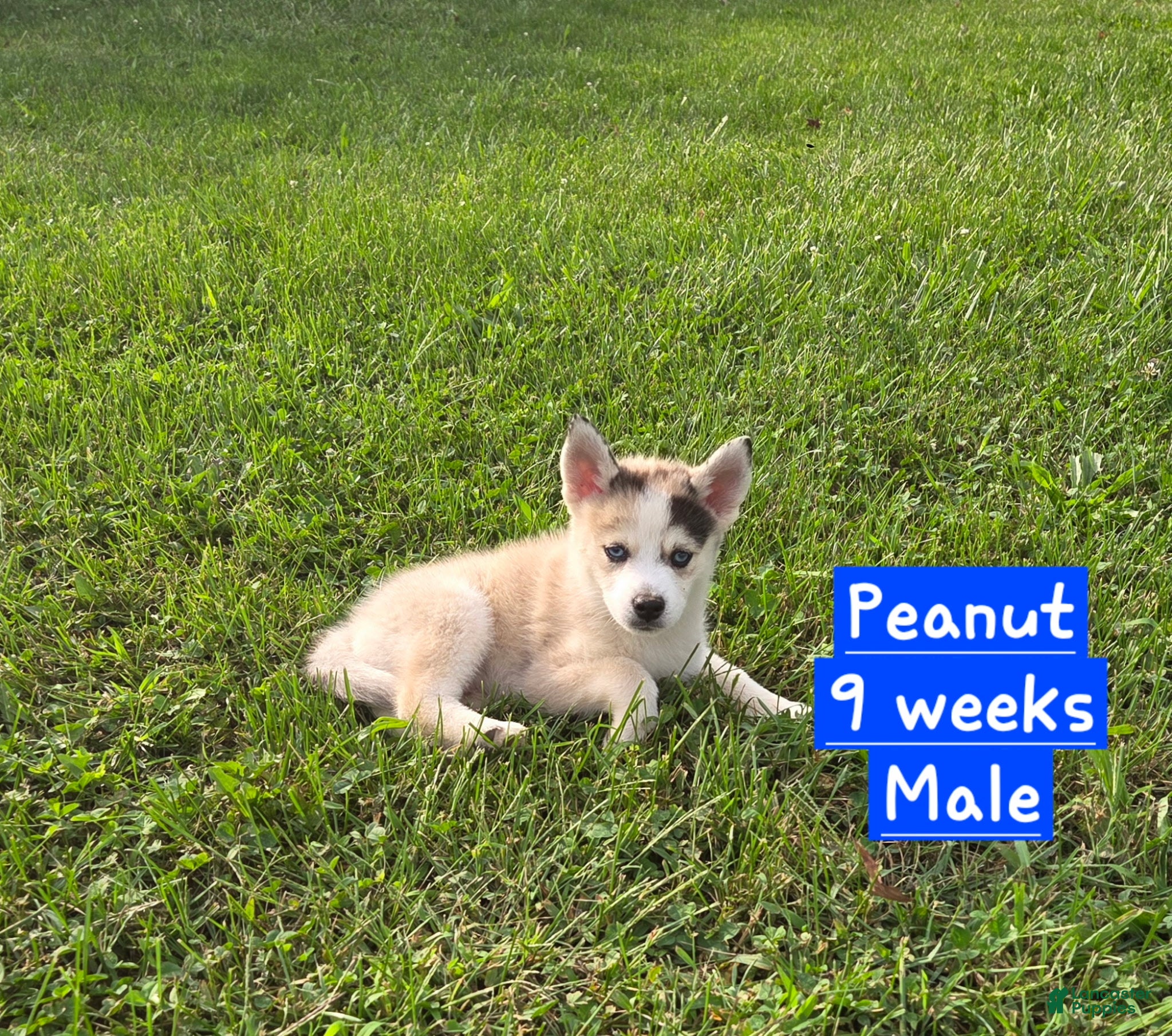 Pomsky dogs for sale: Peanut  - Ad 2
