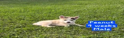 Pomsky dogs for sale: Peanut  - Ad 1