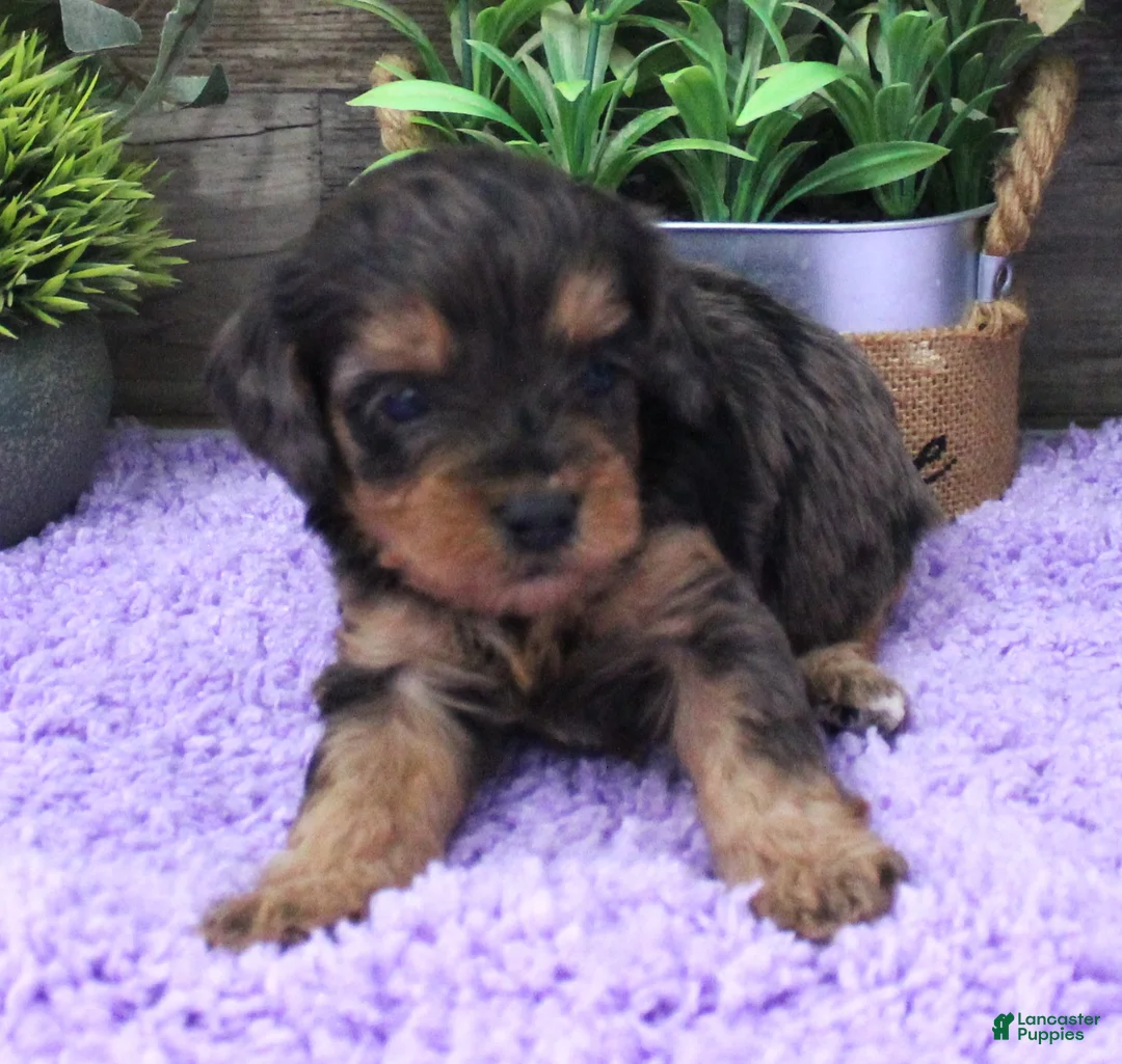 Cavapoo dogs for sale: Marley's #2 Female - Ad 1
