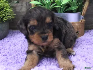 Cavapoo dogs Marley's #2 Female - Ad 31
