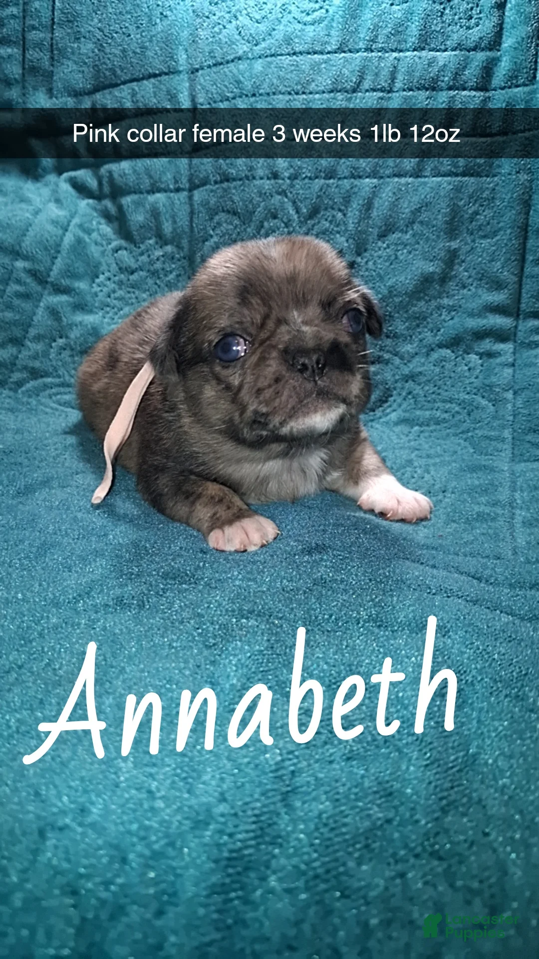 Pug dogs for sale: Annabeth  - Ad 2