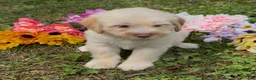 Mini Goldendoodle dogs for sale: Spruce  - Ad 3