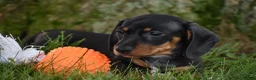 Miniature Dachshund dogs for sale: Slinky - Ad 6