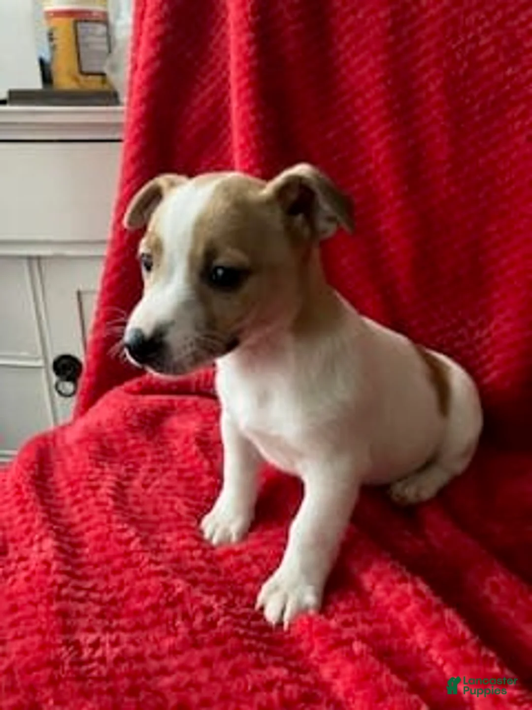 Gallery Image {{count}}