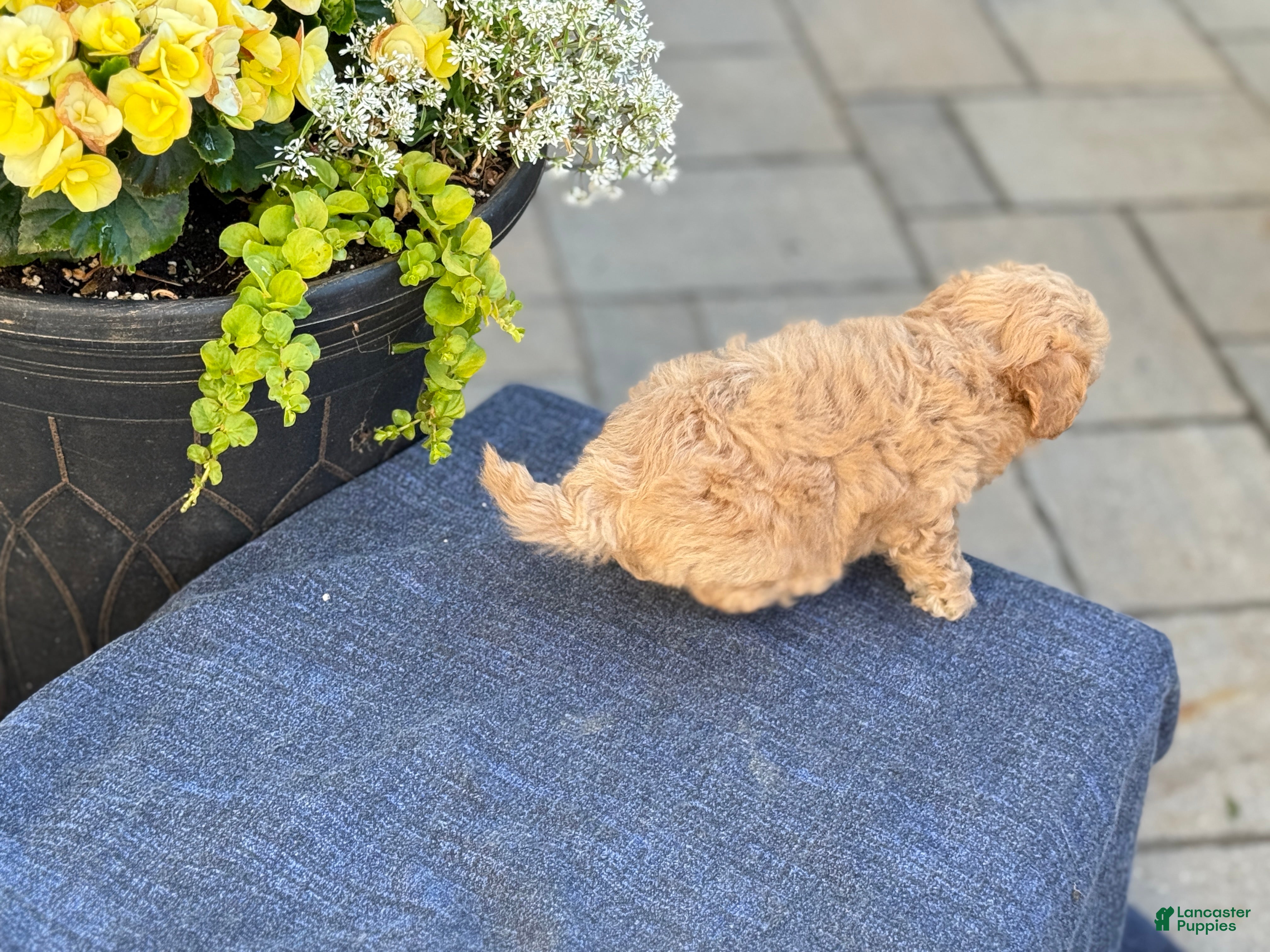 Bichpoo dogs for sale: Flora - Ad 6