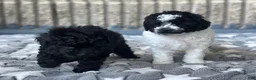 Toy Poodle dogs for sale: Storm - Ad 5