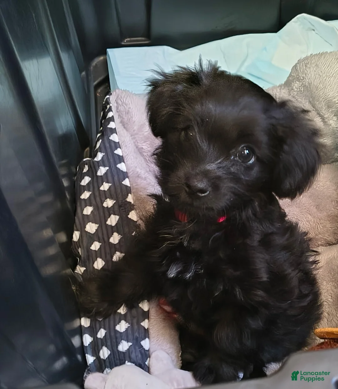 Schnauzer dogs for sale: Schnauzer Puppy 2 - Ad 1