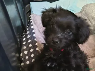 Schnauzer dogs Schnauzer Puppy 2 - Ad 6