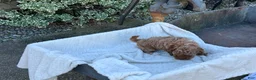 Toy Poodle dogs for sale: Gabi - Ad 3
