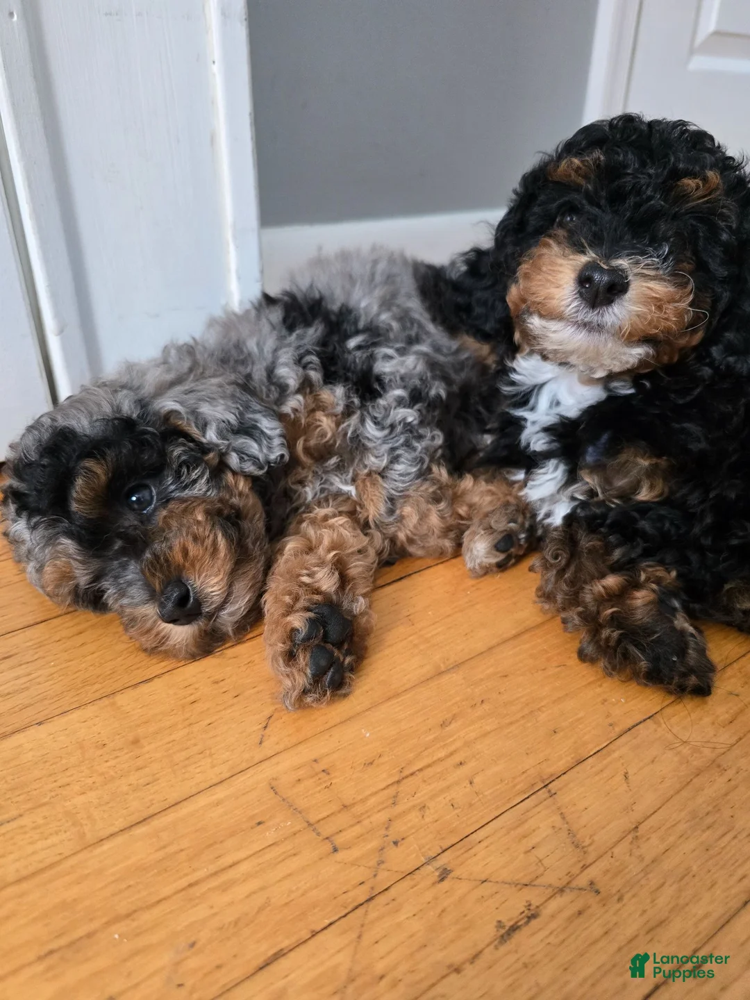 Miniature Poodle dogs for sale: Knox - Ad 2