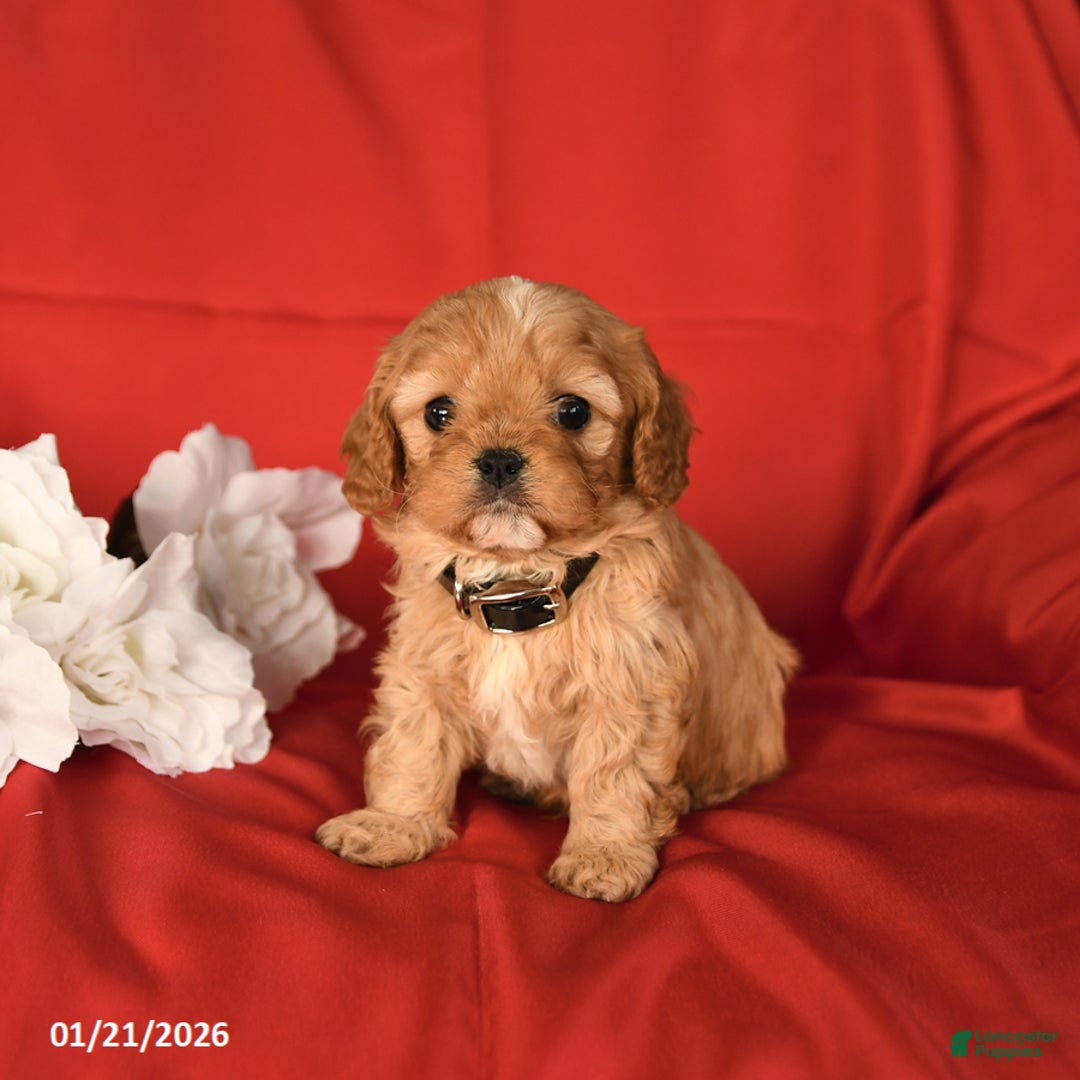 Cavapoo dogs for sale: Champ  - Ad 4