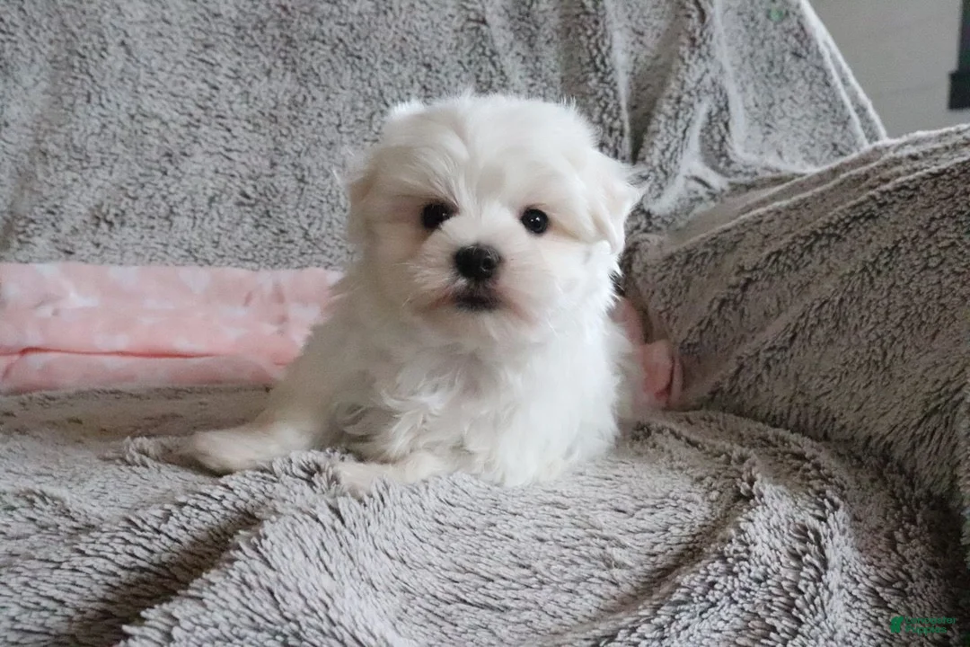 Maltese dogs for sale: Lisa - Ad 6