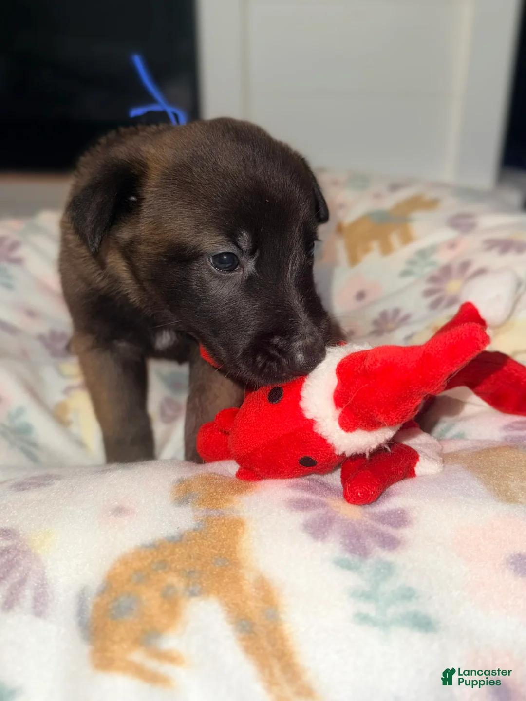 Belgian Malinois dogs for sale: Belgian Malinois - Blue Collar - Ad 1